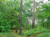 Darßwald